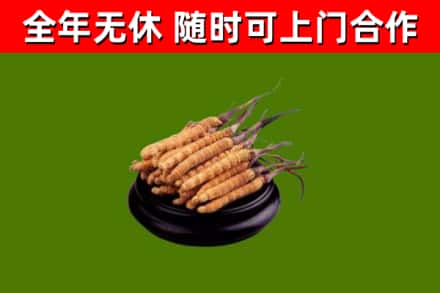 东平回收冬虫夏草