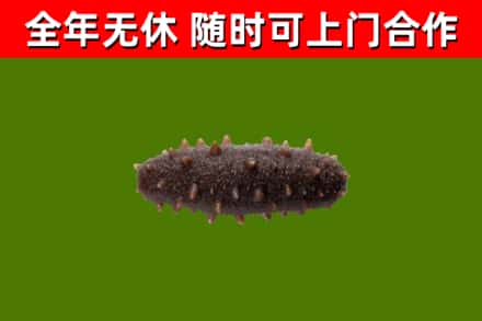 东平回收海参干